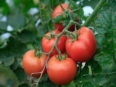 Oliver hybrid f1 quality tomato Seed(80 per packet)