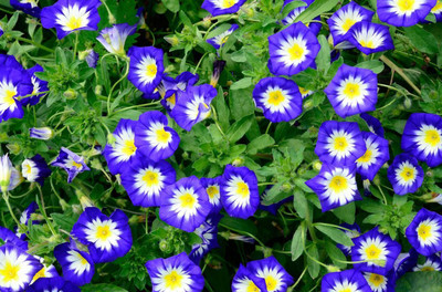 the green dotcom Morning Glory Mixed Flower Seed(650 per packet)