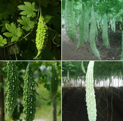 XOLDAA F1 BEST QUALITY BITTER GOURD SEEDS Seed(29 per packet)