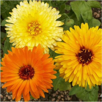 Aywal Hybrid Calendula Seed(90 per packet)