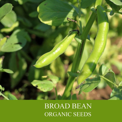 Avysa Coarse Broad Bean Organic Seed(40 per packet)