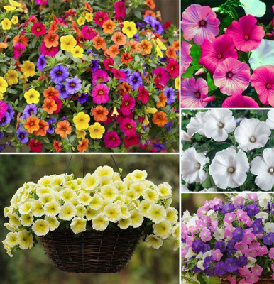 CYBEXIS XLR-57 - Mixed Petunia Climbing Flower - (180 Seeds) Seed(180 per packet)