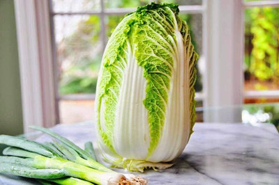 WILLVINE KGF -VI Chineses Cabbage Beijing Napa Lettuce [10g] Seed(3000 per packet)