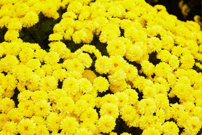 Nature Krafts marigold,gende ka phool seeds Seed(21 per packet)