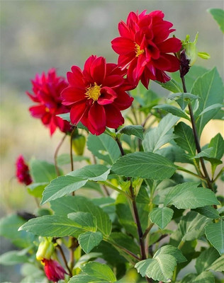 Qualtivate NDIR-269 Mixed Color Dahlia pinnate Pompon Beautiful Flower Seed Seed(50 per packet)