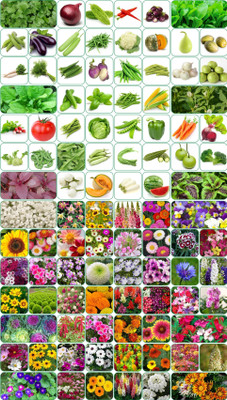 Aero Seeds Combo 50F+50V Seed(100 per packet)