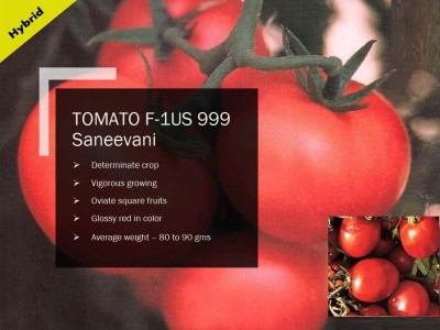 CYBEXIS TOMATO F-1 PUAS-999 SEEDS(2500 Seeds) Seed(2500 per packet)