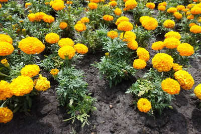 rmd marigold/gende ka phool flower seeds Seed(75 per packet)