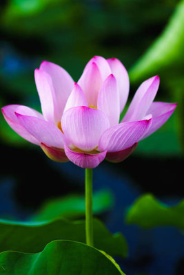 Bahan Traders lotus,kamal gatta Seed(14 per packet)