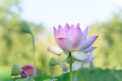 Divyansh lotus,kamal gatta Seed(14 per packet)