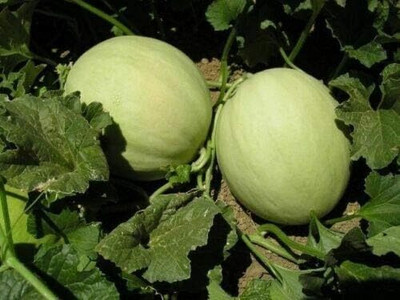 KNESSiN Musk Melon Honey Dew Seed(500 per packet)