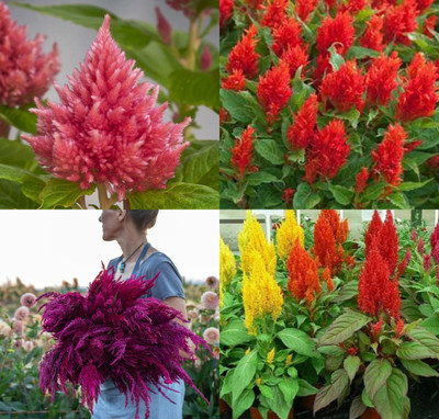 ibains Celosia seed for home garden beej 20 Seed(20 per packet)