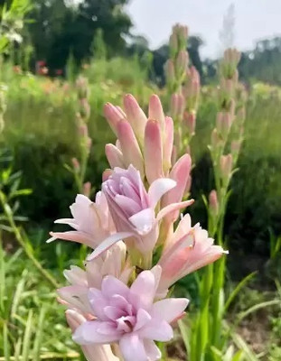 BDSresolve Big size Pink colour Tuberose flower bulbs for home garden Seed(6 per packet)