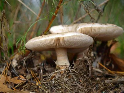 XOLDA Organic mushroom herb Seed(32 per packet)
