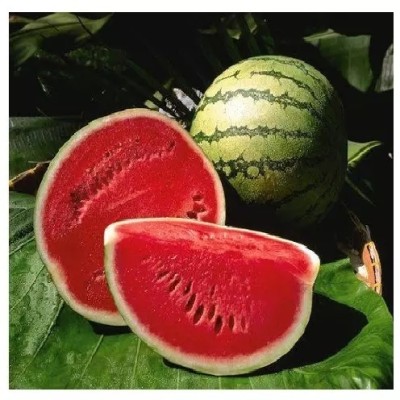 Quentova Super sweet watermelon/तरबूज के बीज-VIC-8V Seed(50 per packet)