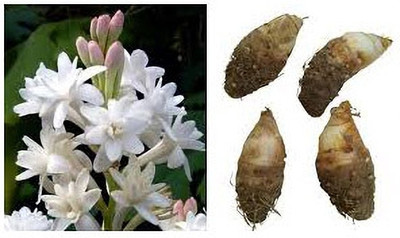 Tree plat tation rajanigandha/Tuberose bulbs pack of 3 Seed(3 per packet)