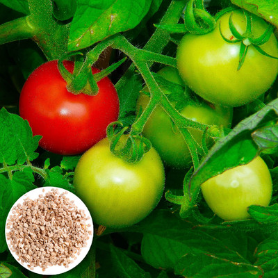 Seedsilk Store Cherry Tomato/ Tomato Vegetable Seed(30 per packet)