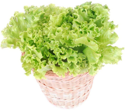 CYBEXIS Lettuce Seed(500 per packet)