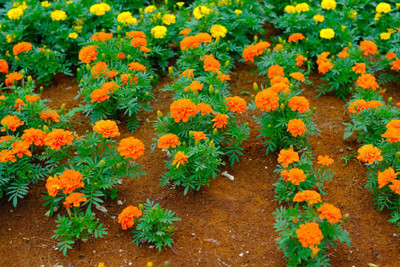 Desi Nushke marigold/gende ka phool flower seeds Seed(50 per packet)