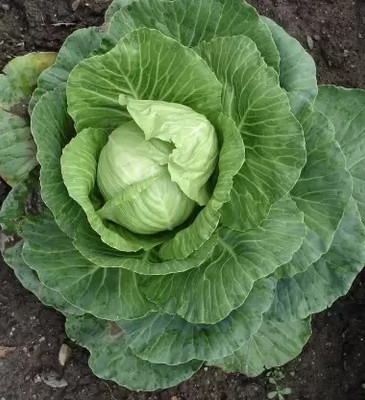 Aro Cauliflower, Gobi Seed(280 per packet)