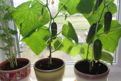 WILLVINE XL-360 Cucumber Indoors F1 Vine Self-pollinated Seed(200 per packet)