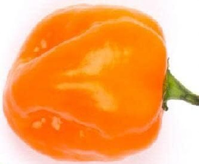 Biosnyg High Germination Sweet Imposter Pepper Seeds For Kitchen Gardening-(2000 Seeds) Seed(2000 per packet)