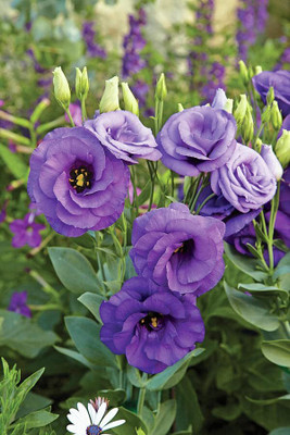 DIVINE ®EF- Mixed Color and Hybrid Flower Seeds -0A718 Seed(40 per packet)