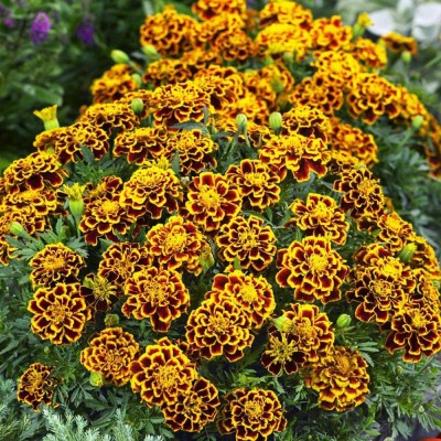 CYBEXIS NBIR-42 - Durango Bee French Marigold - (250 Seeds) Seed(250 per packet)