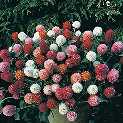 Lorvox Globe Amaranth Mix Flower Gomphrena Seed(85 per packet)