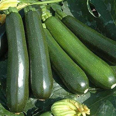 VibeX ® VXI-524 Reward F1 Hybrid Squash Seeds Seed(100 per packet)