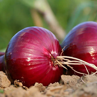 WATIKA Nasik Onion Seed(1200 per packet)