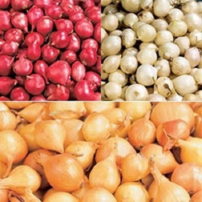 Qualtivate PUAS-6A Onion Rainbow Mix Neutral Seed(500 per packet)