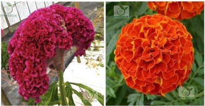 STOREFLIX cockscomb - red marigold Seed(80 per packet)