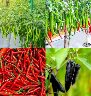ibains Green chilli seeds bij 70 Seed(70 per packet)