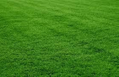 wequality hybrid bermuda grass seed,best bermuda grass see,bermuda grass seeds Seed(3500 per packet)