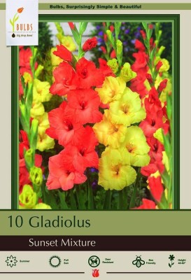 VibeX TLX-7 - Sunset Mix Large Flowering Gladiolus Bulbs - (24 Bulbs) Seed(24 per packet)