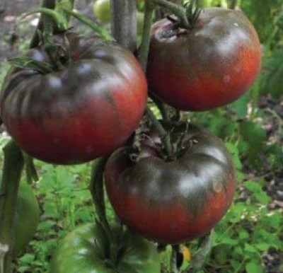 KANAYA Vegetable - Black - Tomato Russian Seed(750 per packet)