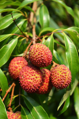 MAA LITCHI,LICHEE,LYCHEE Seed(10 per packet)