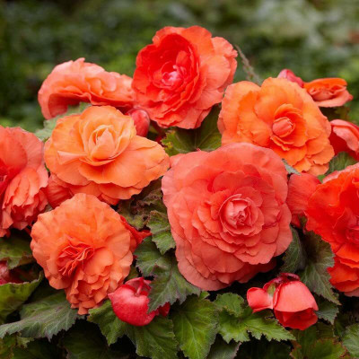 Audbhidhi Flower Bulbs for Winter Season Begonia Orange Seed(2 per packet)