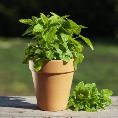 VibeX ATS-16 - Capricata Citronella Lemon Balm - (750 Seeds) Seed(750 per packet)