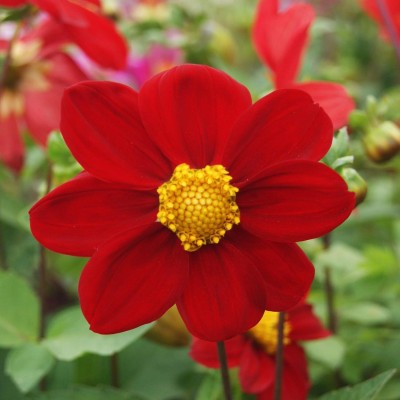 Qualtivate GUA-318 Dahlia Mignon Red Seeds Seed(50 per packet)