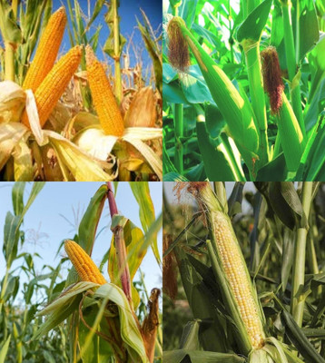 ibains Hybrid corn seeds for farming beez 51 Seed(51 per packet)