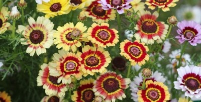 CYBEXIS PAU-28 - Chrysanthemum CARINATUM - Painted Daisy - (270 Seeds) Seed(270 per packet)