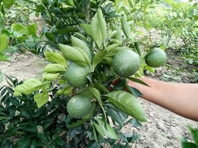 Aywal Grafted sweet malta/mosambi/mausami grafted fruit Plant Seed(38 per packet)