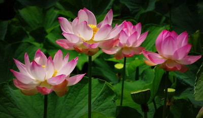ibains Fresh lotus flower seed Seed(16 per packet)