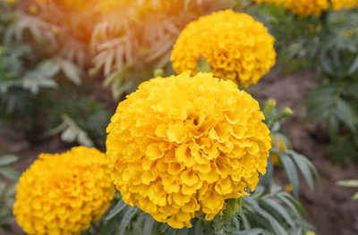 Pihu Enterprises marigold/gende ka phool flower seeds Seed(50 per packet)