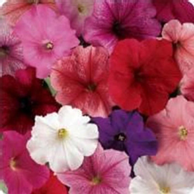 Qualtivate TLX-256 Petunia - Madness Series Flower Garden Seed Total Color Mix Blooms Seed(50 per packet)