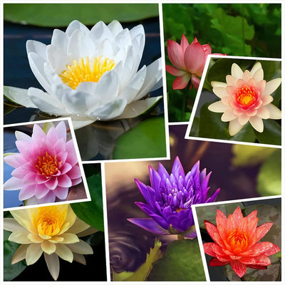 CYBEXIS VXI-36 - Water Lily/Lotus - (30 Seeds) Seed(30 per packet)