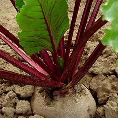 CYBEXIS Non-GMO Beetroot Seeds 2000 Seeds Seed(2000 per packet)