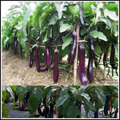 ibains Desi brinjal seeds Seed(155 per packet)